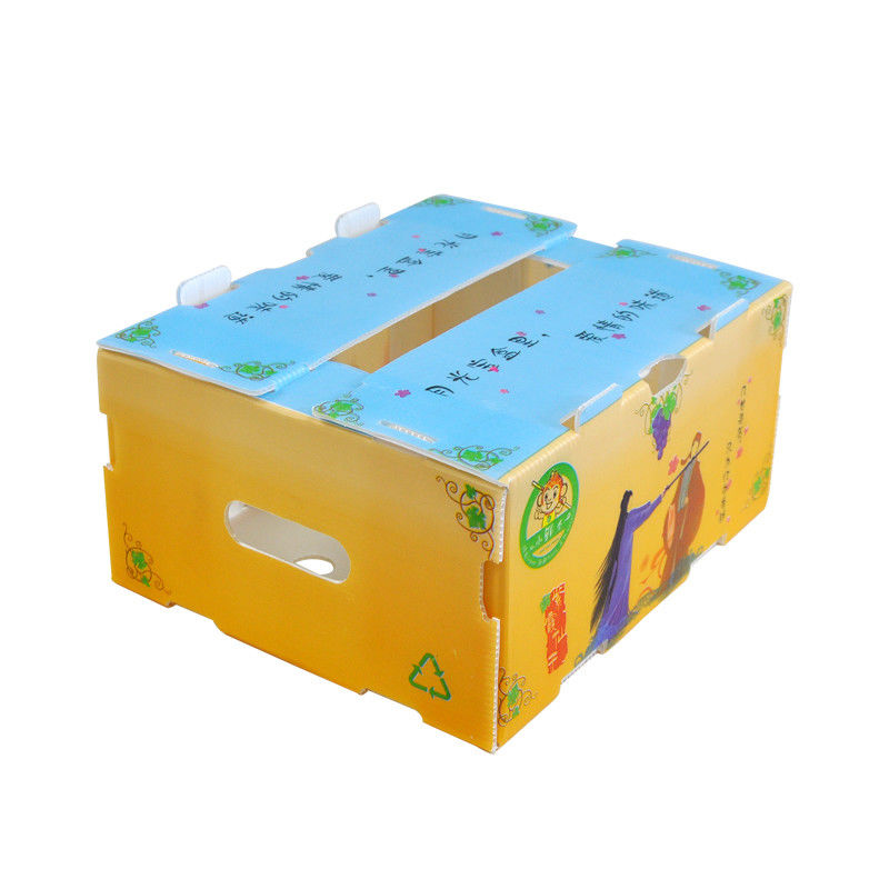 Correx Corn Vegetable Corrugated Boxes กล่องพลาสติกลูกฟูก