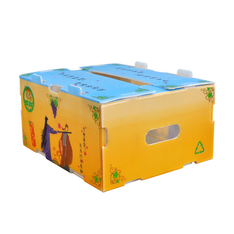 Correx Corn Vegetable Corrugated Boxes กล่องพลาสติกลูกฟูก