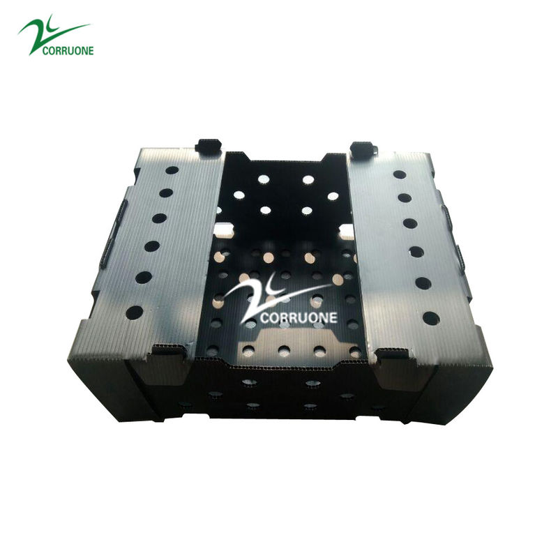 Correx Fruit Corrugated Boxes กล่องพลาสติกลูกฟูกแบบกำหนดเองสำหรับข้าวโพด