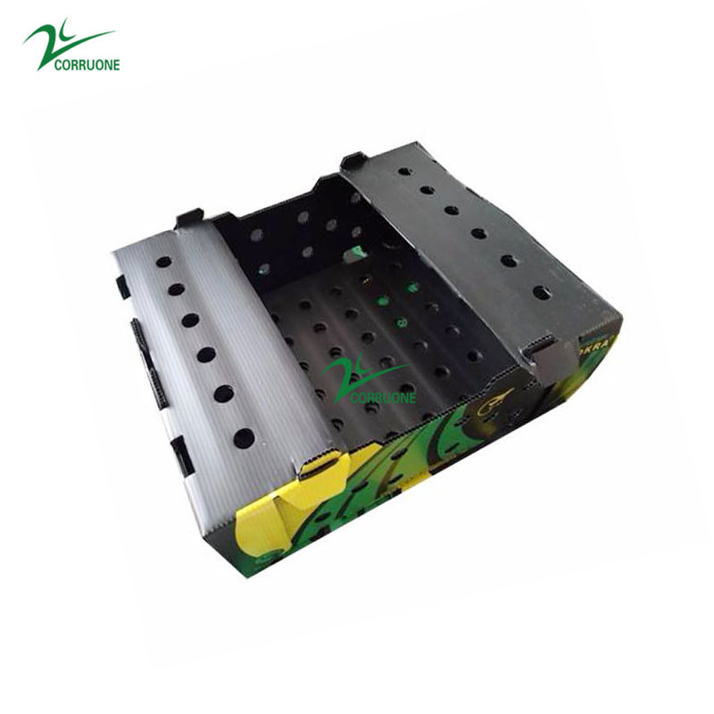 Correx Fruit Corrugated Boxes กล่องพลาสติกลูกฟูกแบบกำหนดเองสำหรับข้าวโพด