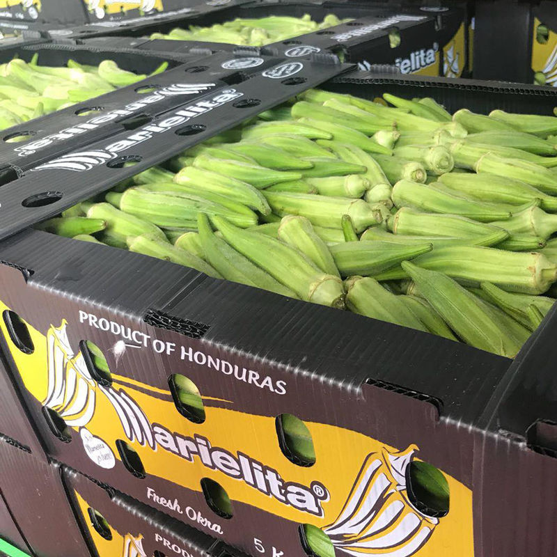 6mm 8mm Asparagus Correx กล่องบรรจุภัณฑ์ Mango Coroplast Storage Boxes