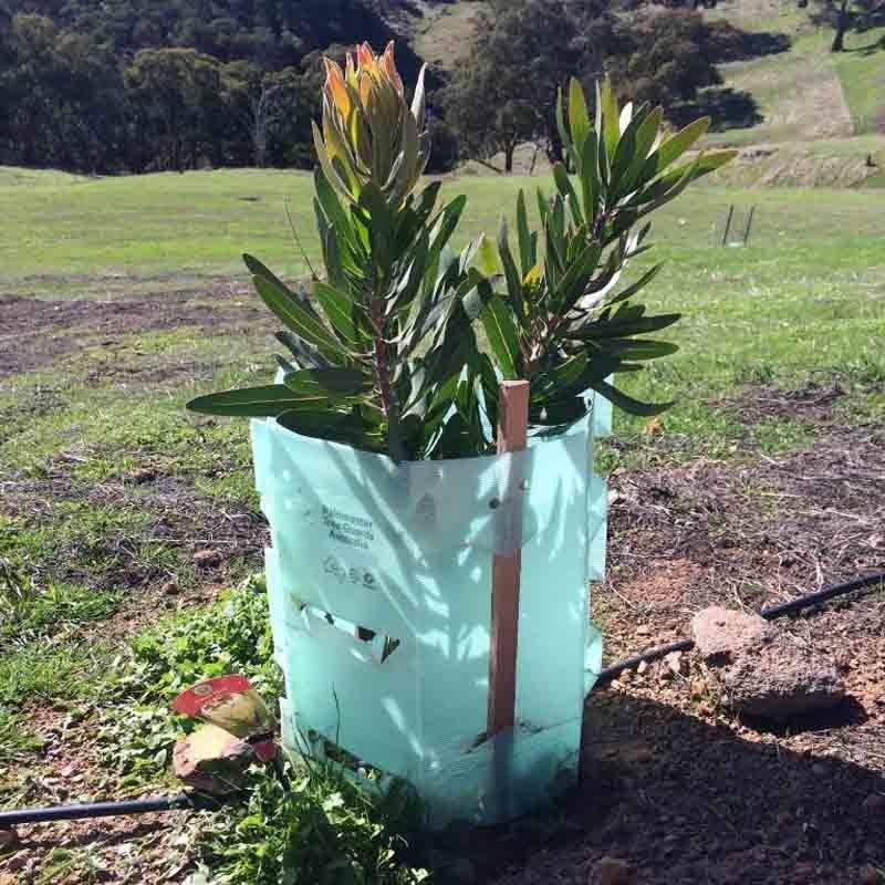 PP Corrugated Plastic Tree Guard คอร์ฟลูต พลาสติกป้องกันลำต้นของต้นไม้